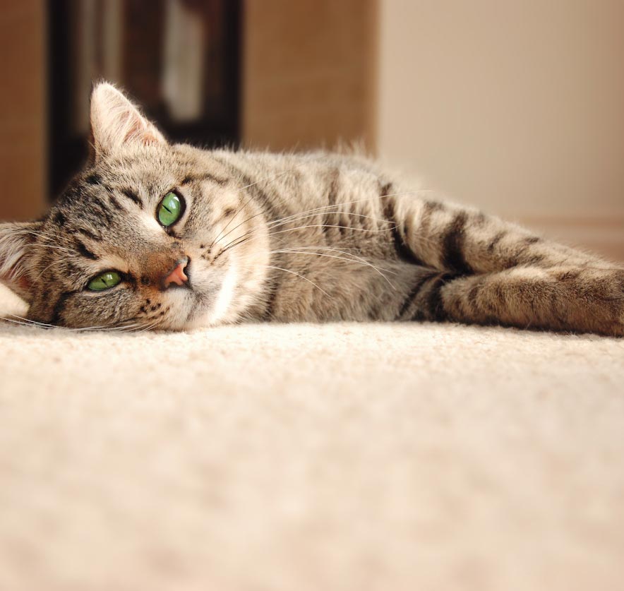 Pets and the Rental Market